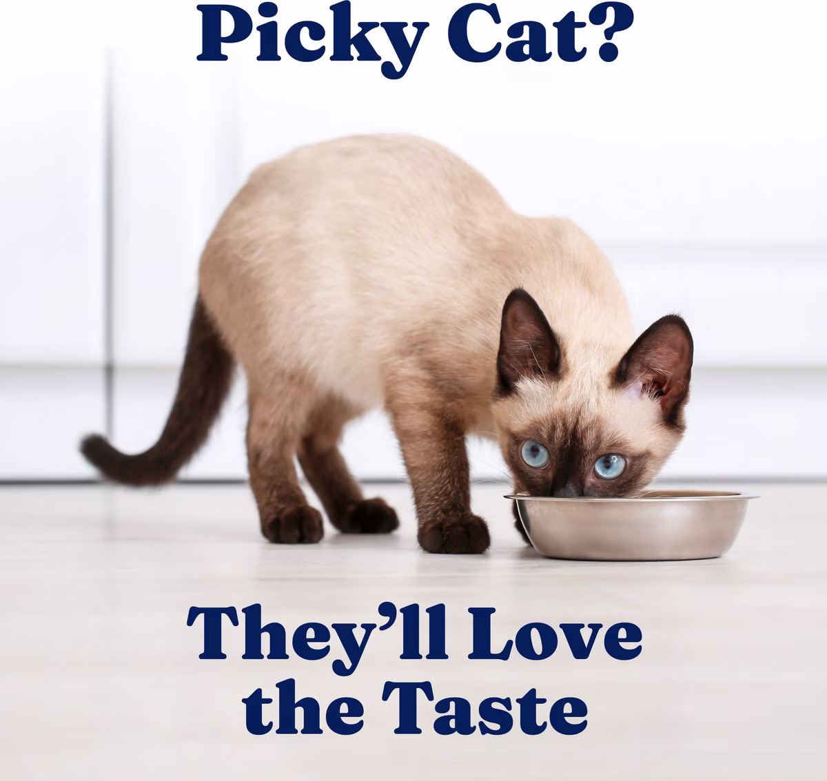 Solid Gold Five Oceans Mackerel & Tuna Shreds in Gravy Wet Cat Food (3 oz) rSz8P