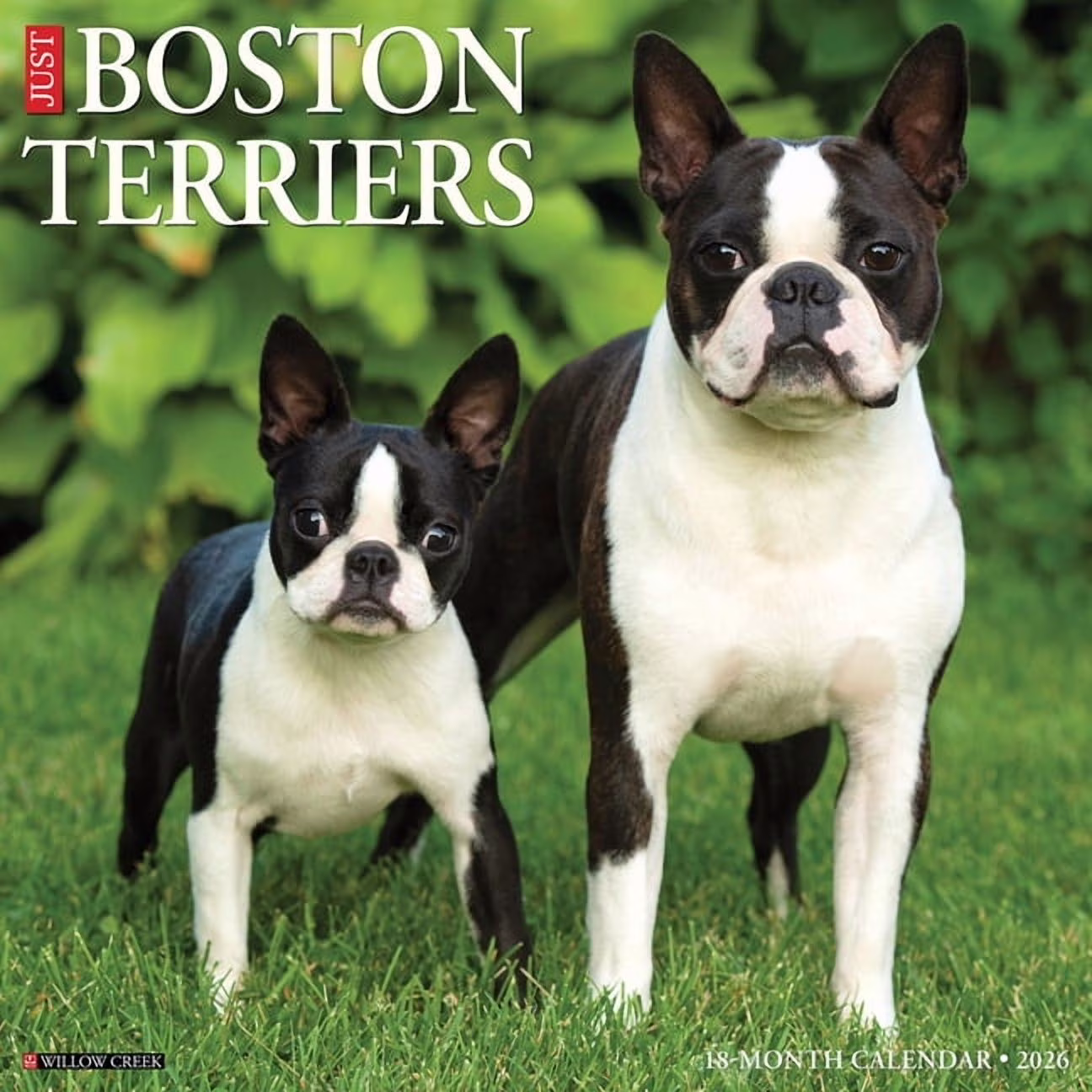 Willow Creek Press Boston Terriers 2026 Wall Calendar (12 in x 12 in) IoFn3