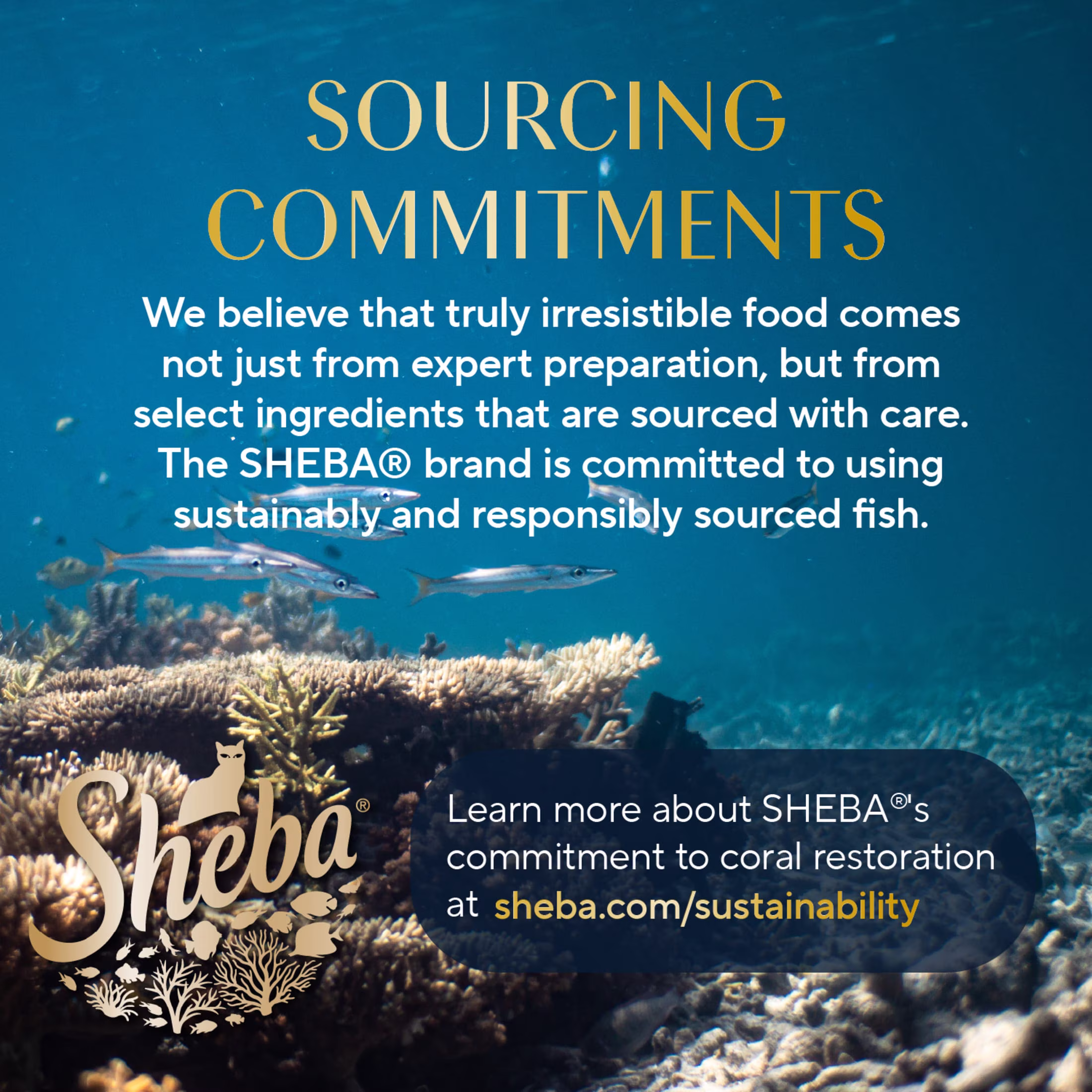 Sheba Perfect Portions Sustainable Salmon Pate Wet Cat Food (2.6 oz Twin-Pack Tray) jEnpV - Image 10